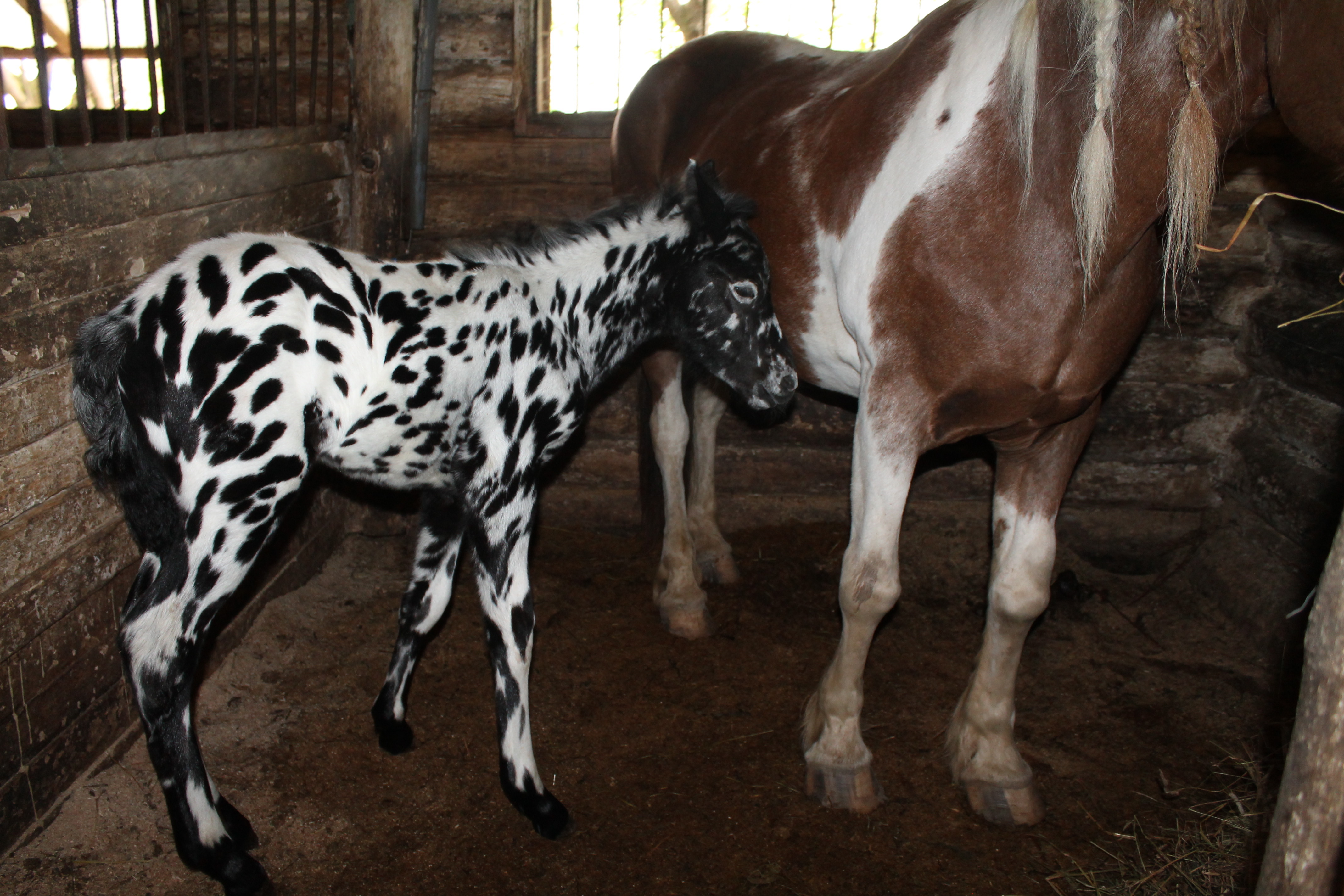 Жуынатын бөлмедегі жасырын камера онлайн порно видео
